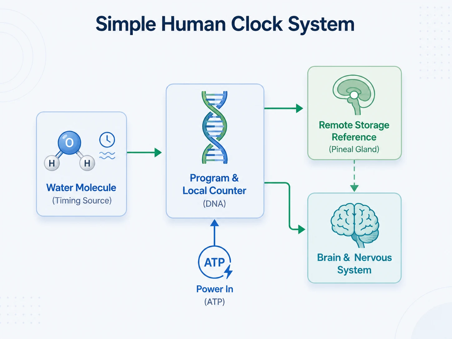 Modernized diagram of Jerry Schmeer's speculative Simple Human Clock System showing a water molecule as timing source, DNA as program and local counter, ATP as power input, pineal gland as remote storage reference, and brain and nervous system.